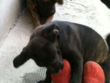 vand catelusa cane corso