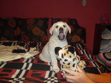 Vand catelusa Labrador