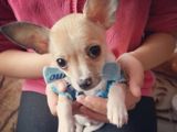 Vand Chihuahua