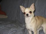 vand chihuahua