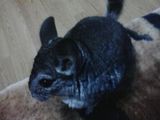 Vand chinchila