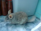 vand chinchilla