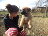 vand ciobanesc belgian malinois