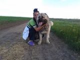 Vand ciobanesc caucazian