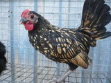 vand cocosel rasa sebright