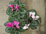 Vand Cyclamen.