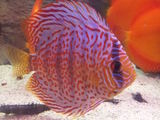vand discus leopard