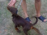 vand dobermann