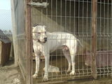 vand dog argentinian
