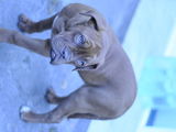 Vand Dog de Bordeaux