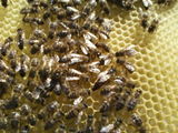 vand familii de albine