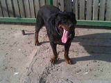 vand femela rottweiler