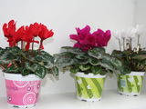 Vand flori Cyclamen mixt in ghiveci colorat de 14cm