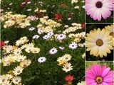 >>> Vand flori frumoase pentru parcuri si gradina <<<