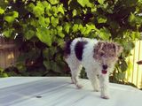 Vand Fox Terrier