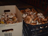 Vand ghebe (Armillaria mellea)