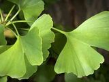 Vand Ginkgo Biloba