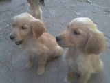 vand golden retriever