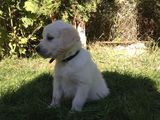 Vand Golden Retriver Cluj