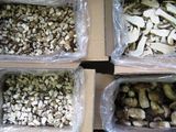 Vand Hribi, Funghi porcine
