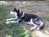 Vand Husky Siberian