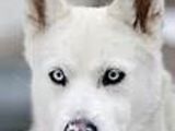 Vand husky URGENT