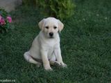 Vand Labrador