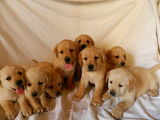 vand Labrador golden retriever catei 5 sapt.