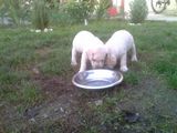 vand labrador retriever