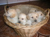 Vand Labrador Retriever