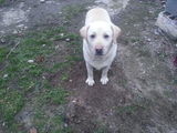 Vand Labrador Retriver