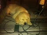Vand Labrador Retriver Golden
