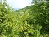 Vand livada