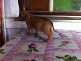 Vand mascul amstaff