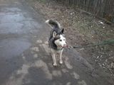 Vand Mascul Husky siberian