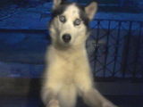 Vand mascul Husky Siberian