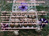 Vand oua de prepelita proaspete