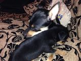 Vand pinscher 2 femele si 1 mascul,