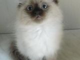 Vand Pisica Ragdoll