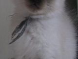 Vand Pisica Ragdoll