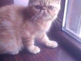 vand pisicuta  exotic shorthair
