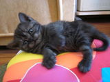 Vand pisicute British Shorthair Silver Tabby