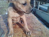 Vand Pitbul Game