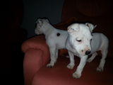 vand pitbull masculi