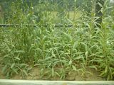 vand plante goji