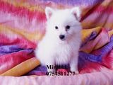 vand POMERANIAN , mascul/ femela, rasa pura