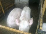 vand porc 200 kg mozaceni arges