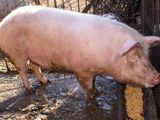 Vand porc crescut ecologic.