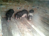 Vand porci vietnamezi pt sacrificat