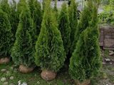Vând produse destinate amenajării de grădini si garduri vii